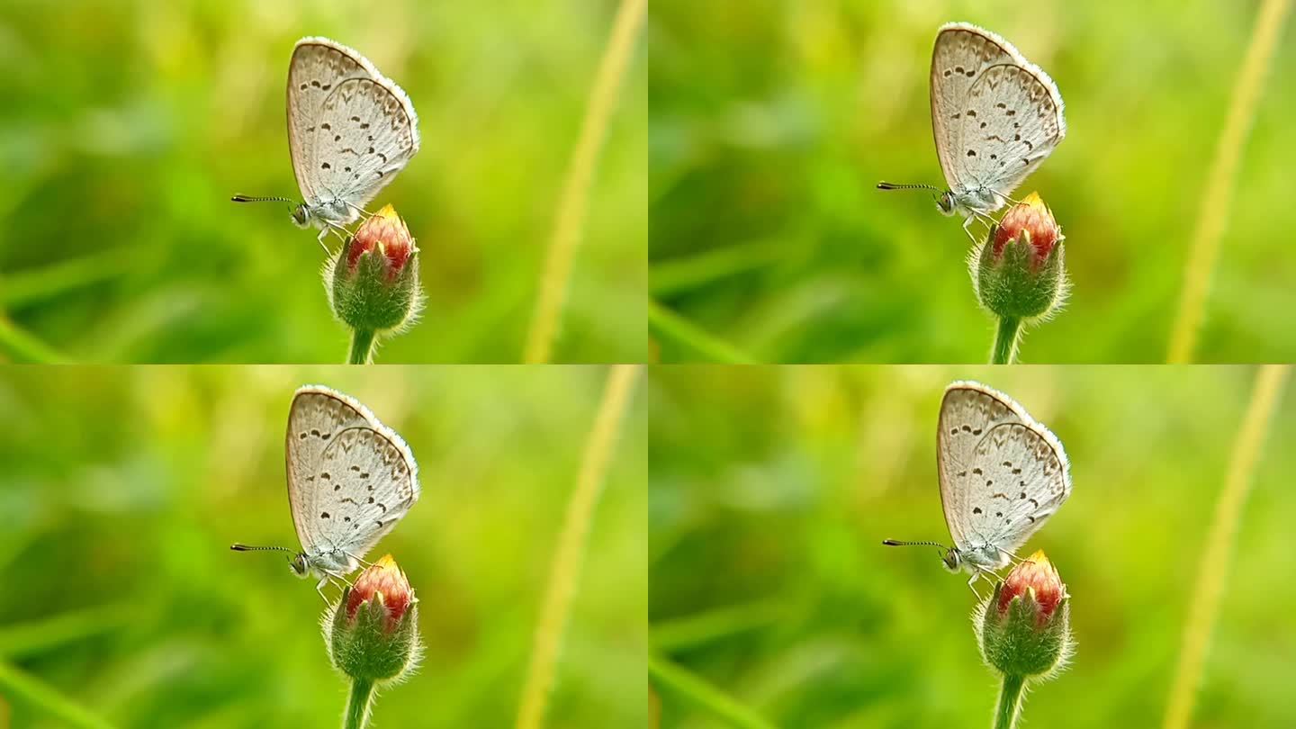 寻找花蜜的野生白蝴蝶