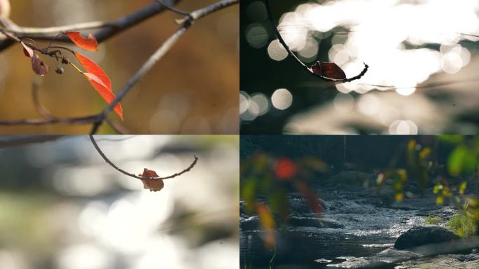 秋天红叶与溪流4K