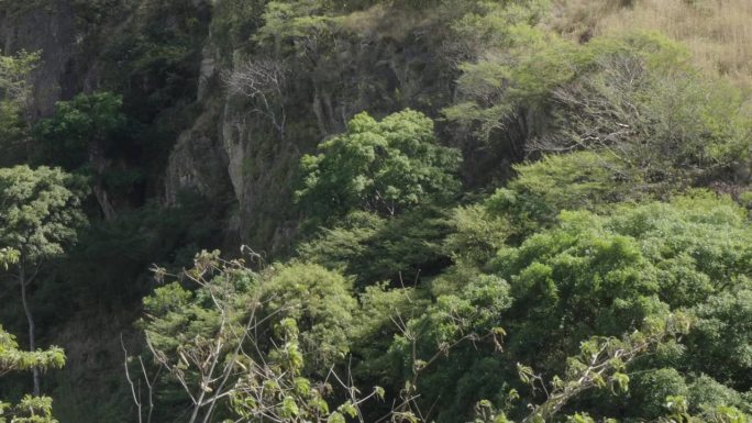 在洪都拉斯南部的El Paraíso的Soledad市的热带地区，绿叶树木被风吹动。