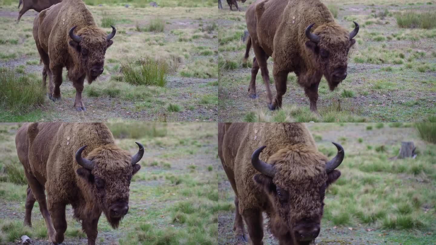 在国家公园偷猎。一只腿部受伤的红色野生欧洲野牛，在夏天穿过森林边缘的田野，后腿一瘸一拐地走着。