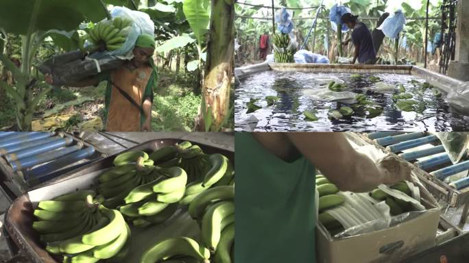菲律宾达沃香蕉种植园 采摘香蕉 香蕉种植