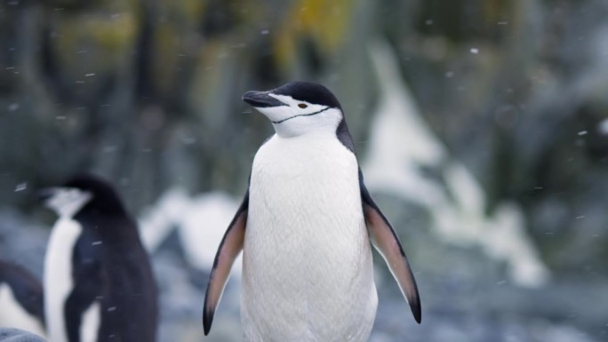 帽带企鹅站在降雪期的南极洲，正面镜头站在画面中间。过了一会儿，他在剔羽毛。