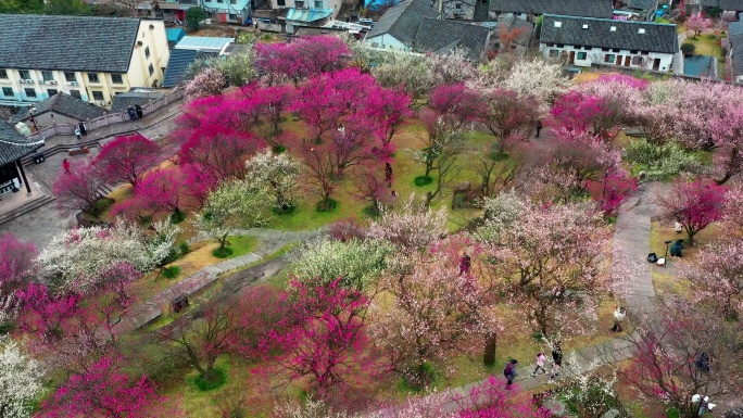 临海市台州府城文化旅游区，梅园，航拍