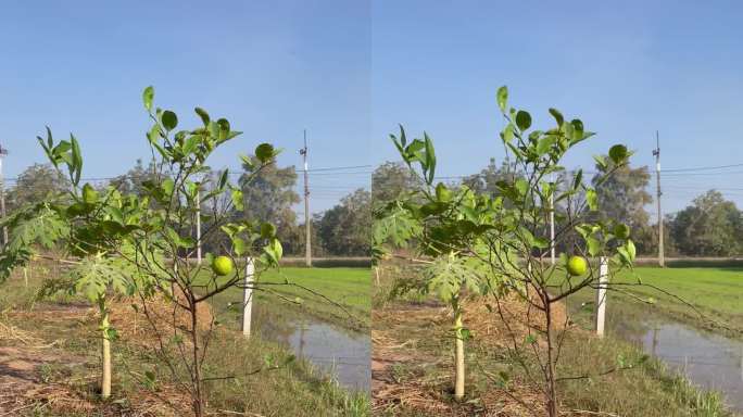 菜园，柠檬树竖屏种植绿色