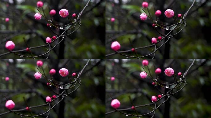 春雨中的粉色梅花