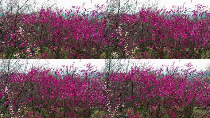 临海市台州府城文化旅游区，梅园，航拍