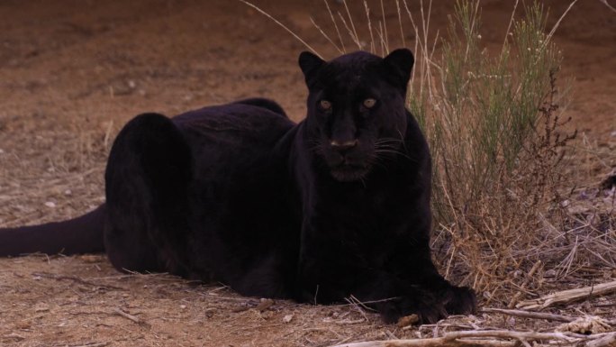 黑豹在树林里立正躺下-眼睛聚焦-全镜头