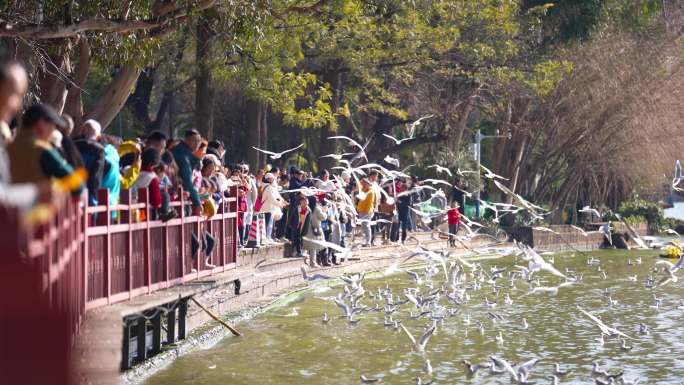 4K云南昆明滇池风景区游客喂红嘴鸥6