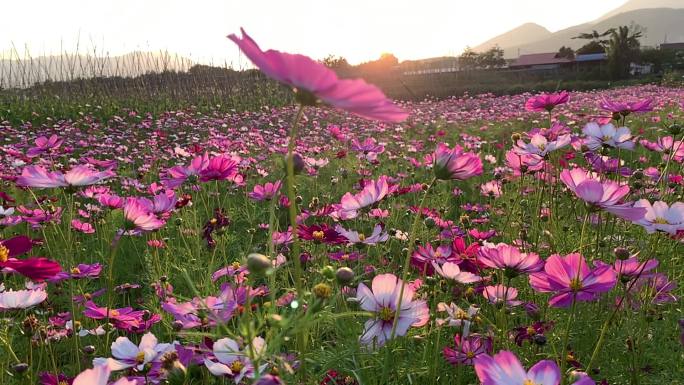 夕阳下格桑花空镜