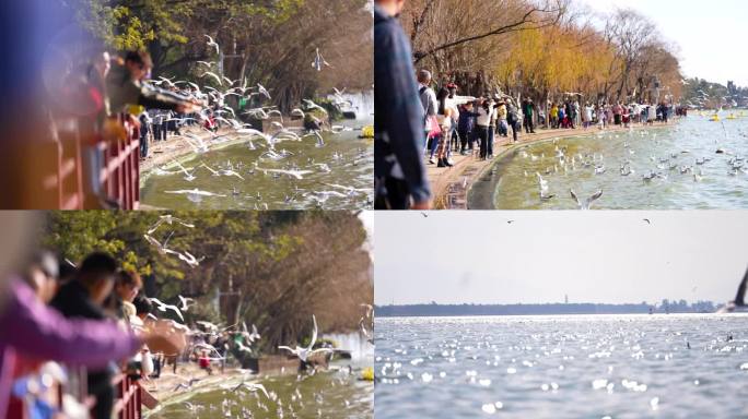 4K云南昆明滇池风景区游客喂红嘴鸥合集3