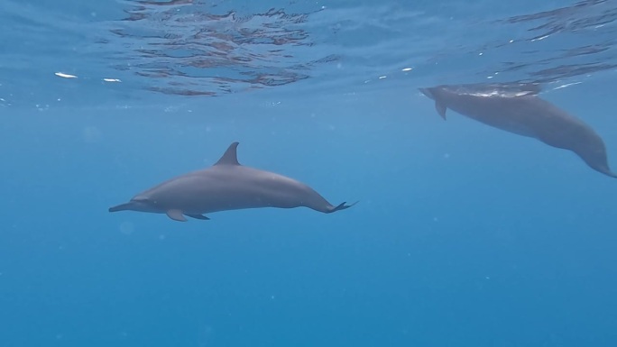 一对海豚浮出水面呼吸，然后潜入蓝色的海洋深处