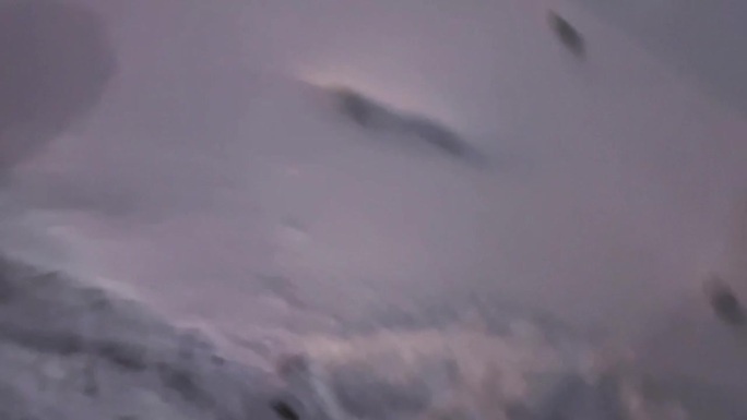 冬季漫游:红狗在雪夜漫游。一只红色的狗在冬夜欢快地穿过雪地。