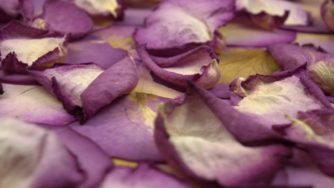 干紫色玫瑰花瓣，背景