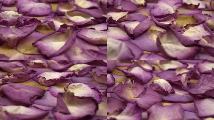 干紫色玫瑰花瓣，背景