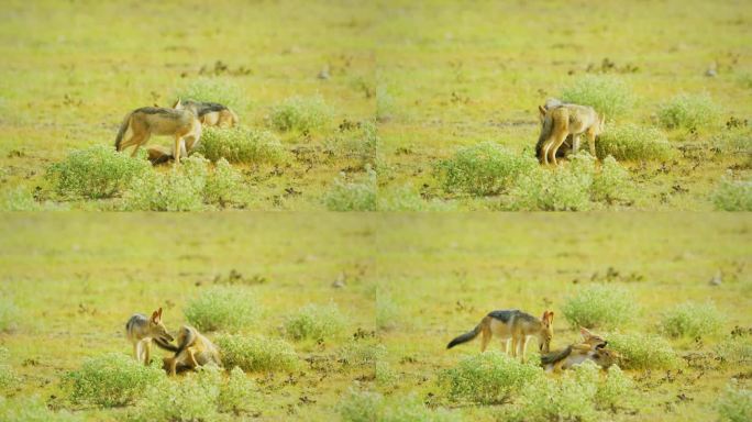 三兄弟非洲黑背豺(Canis mesomelas)，非洲野生动物在马赛马拉北部保护区，自然在马赛马拉