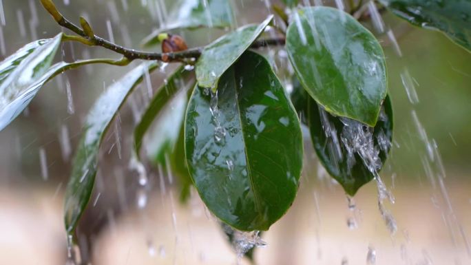 古装美女雨水下雪高清镜头