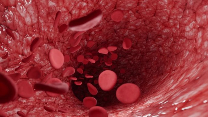 红血球在人体血管中的运动，红血球在静脉中流动，人体系统，动态图像显示了带有抗体和红血球的血管的动画。
