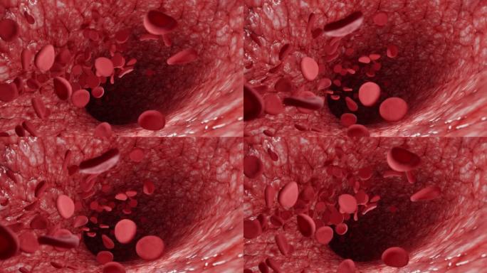 红血球在人体血管中的运动，红血球在静脉中流动，人体系统，动态图像显示了带有抗体和红血球的血管的动画。