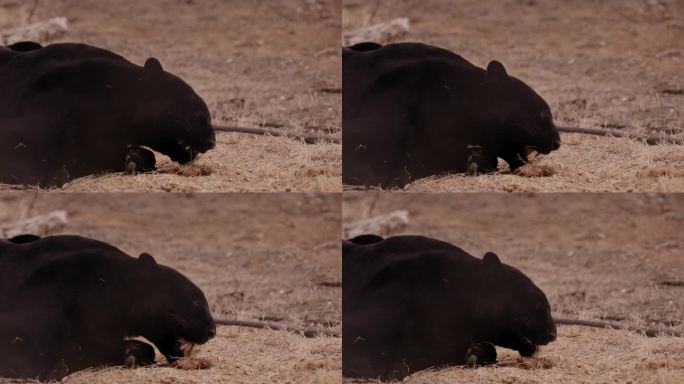 黑豹躺在干草上吃着一块生肉——中枪