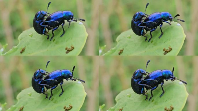 昆虫之恋的细节:两只雄性和雌性蓝色马利筋甲虫在一片叶子上交配的4K视频，雄性从雌性生殖器中抽出他的生