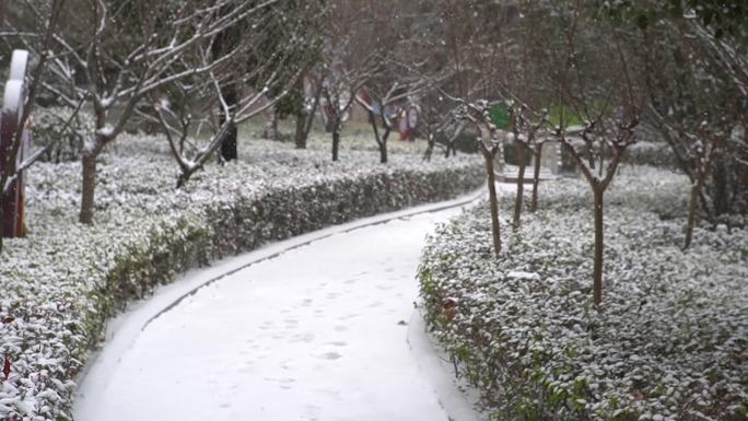 冬天下雪雪景小雪中雪大雪雪花飘落舞台背景