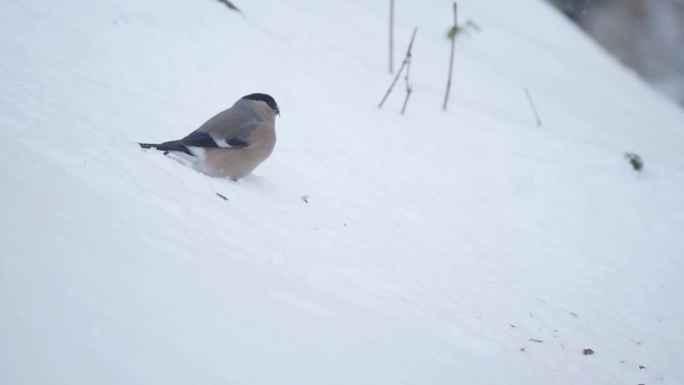 欧亚红腹灰雀在雪中寻找食物。