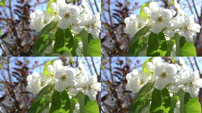 移动的梨花与树叶的特写镜头。