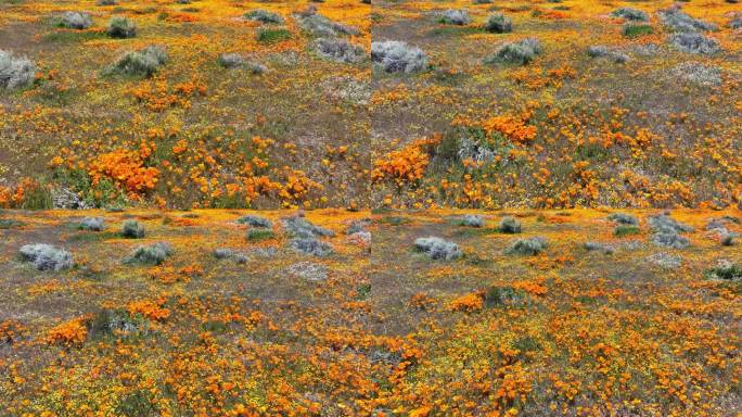 加州罂粟花超级盛开多莉背羚羊谷在美国加州兰开斯特
