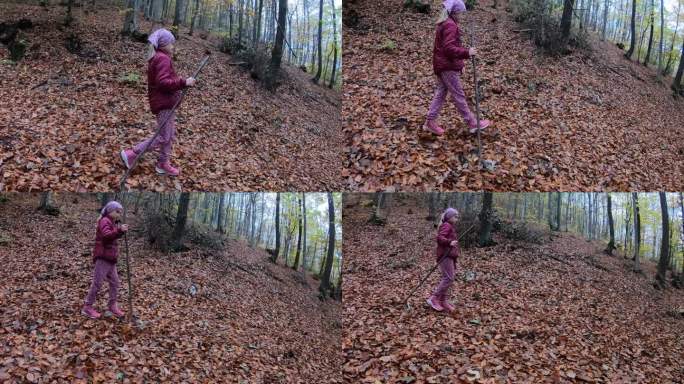 女孩走在树林里。家庭时间。落叶林:有各种颜色落叶的森林