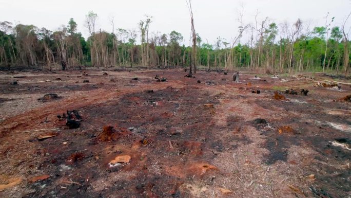 鸟瞰森林被砍伐地区，揭示了环境退化和自然景观丧失的严重后果。