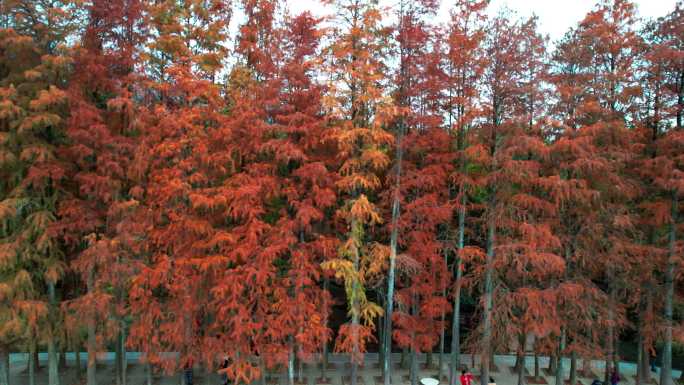 福州森林公园冬日红色水杉林航拍