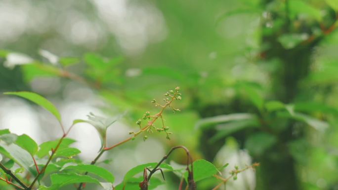 原生态自然环境氛围纯天然植物草原树林动物