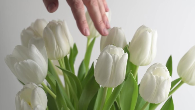 美丽的女性双手抚摸着盛开的白色郁金香花束。