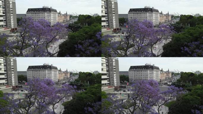 布宜诺斯艾利斯，蓝花楹树绽放出紫色