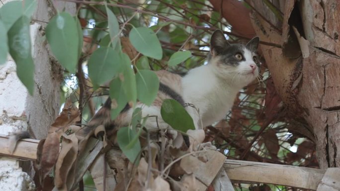 好奇的猫在篱笆上探索附近的树枝，警觉地向下看
