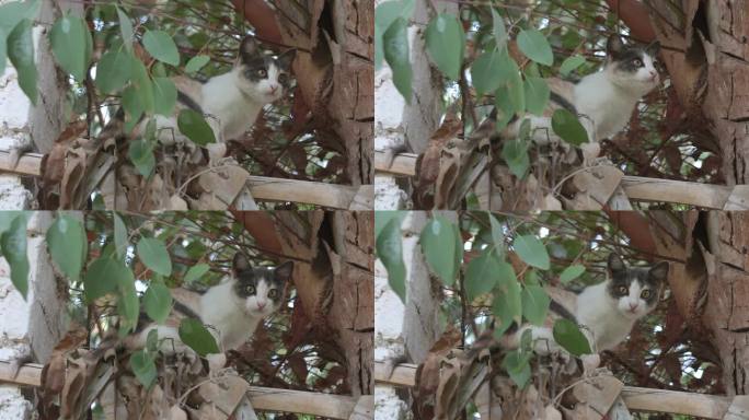 好奇的猫在篱笆上探索附近的树枝，警觉地向下看