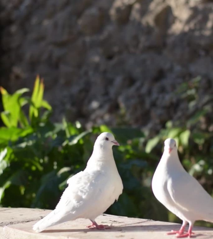 展翅漫步:墙上两只白鸽的优雅与陪伴