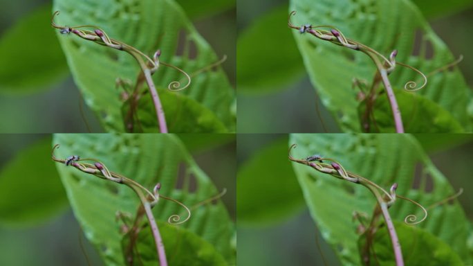 蕨类 昆虫 生态 毛虫