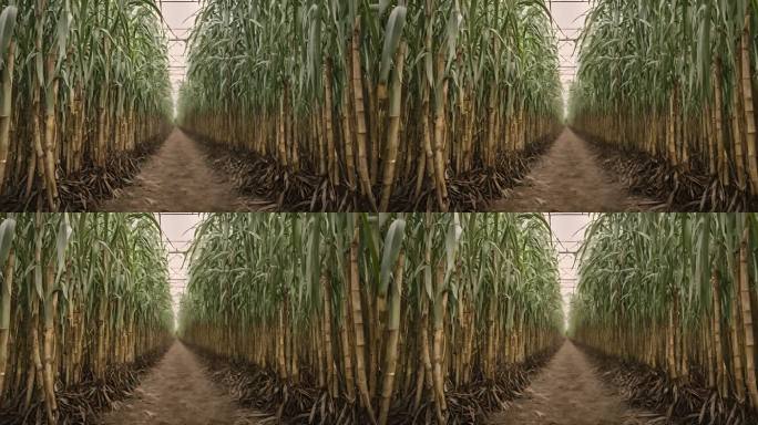 种植园里的瓜果蔬菜菜品有机食物