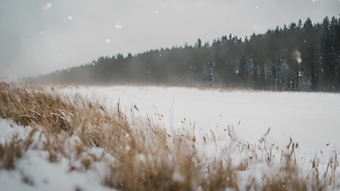 森林下雪天风景雪景唯美冬天下雪天大雪茫茫