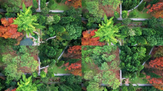 福州森林公园秋色红水杉林俯视航拍
