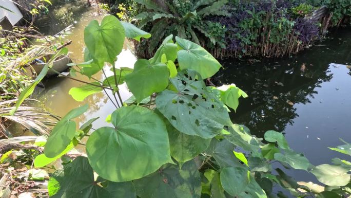 池塘边植被生长周期