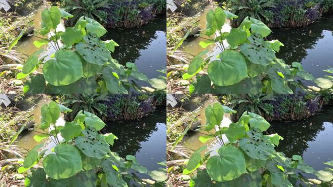 池塘边植被生长周期