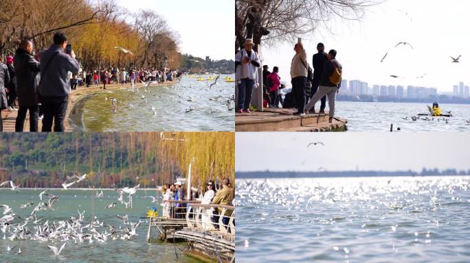 4K云南昆明滇池风景区游客喂红嘴鸥合集6