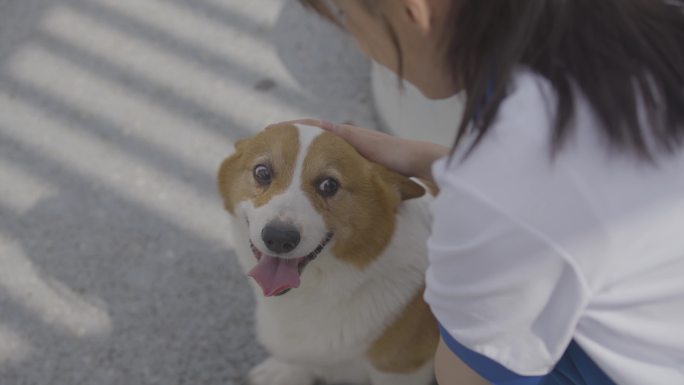 4k小鸟小狗女孩和柯基玩耍