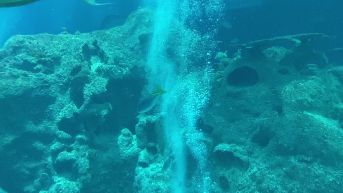 海底世界固定镜头拍摄