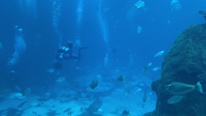 海底世界固定镜头拍摄