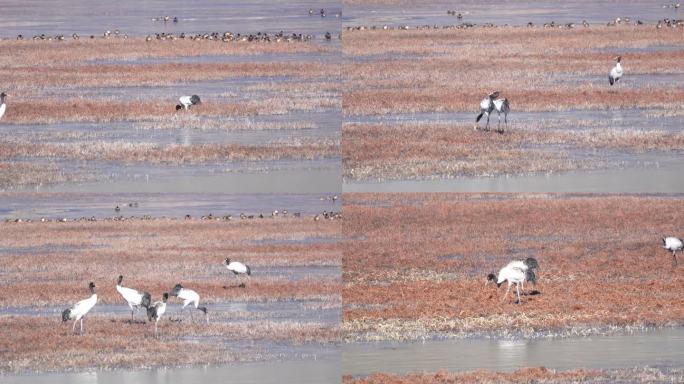 黑颈鹤在湿地里觅食
