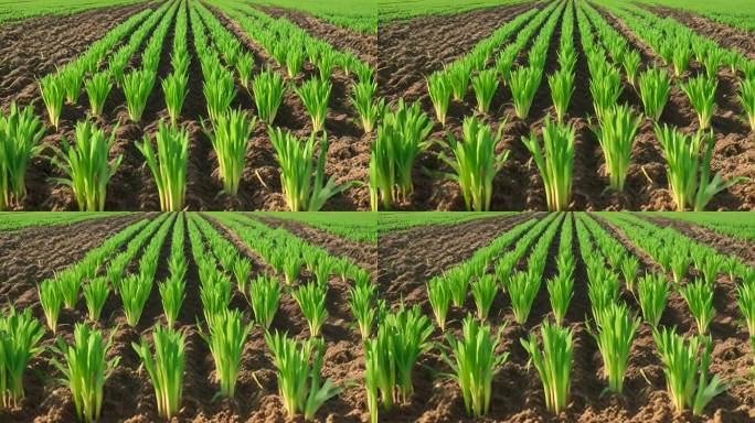 种植园里的瓜果蔬菜菜品有机食物