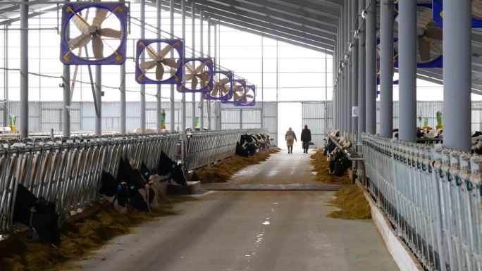 肉类和奶制品生产。现代的谷仓。奶牛的农场。